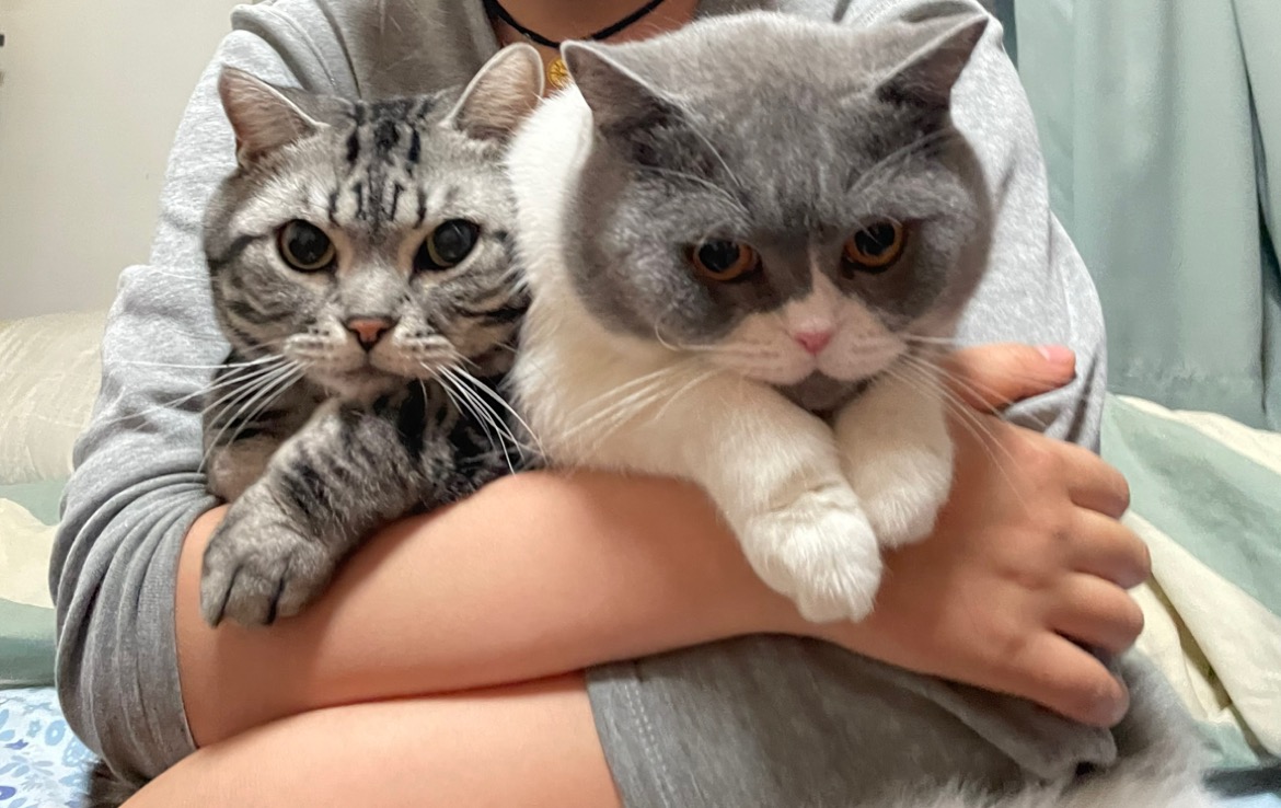 Original Cat Photo